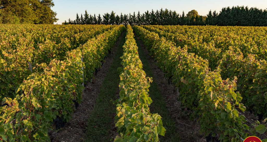 Château Carrosse-Martillac